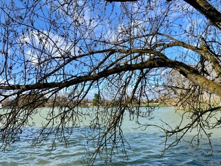 bare tree in the water