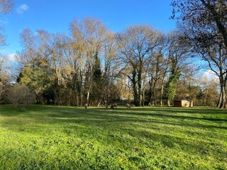 landscape with trees and sheeps