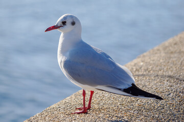Chroicocephalus ridibundus, gaviota reidora