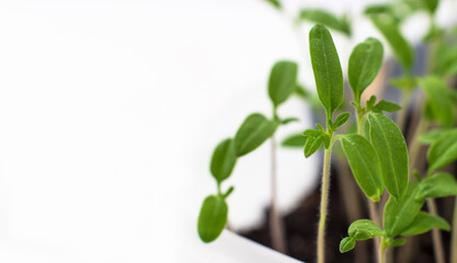 Young tomato seedlings, ecological home cultivation of tomato
