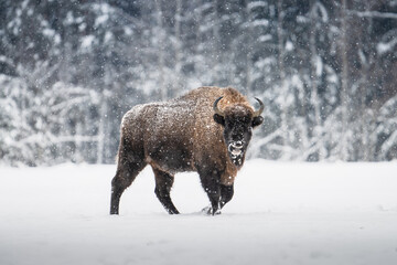 Bison in snow - 733387259