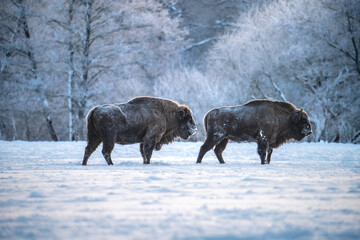 Bison in snow - 733387280