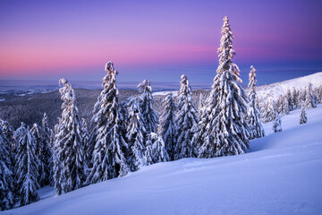 Snowy pine trees - 733387402