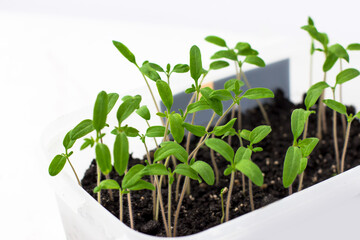 Young tomato seedlings, ecological home cultivation of tomato