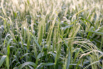 Drops of dew on a young wheat ear close-up macro in sunlight . Wheat ear in droplets of dew in nature on a soft blurry gold background