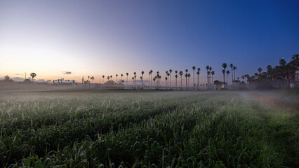  Agricultural wheat  plantations and palms trees near the town of Atlit Israel  at sunrise with mist  beautiful sky 
. (Northern Israel)