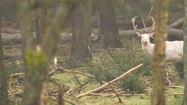 Male albino white deer (Cervidae) with big antlers eating leaves from a tree. White albino deer buck