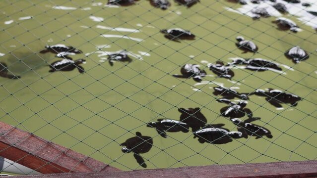 Group of tukik or baby sea turtles swimming in a conservation breeding pond located on Sanur Beach, Bali, Indonesia. Concept for endangered animals, world animal day.