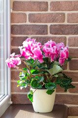 Bright bouquet of cyclamen on the windowsill. Home plants on the background of the kirpitch wall