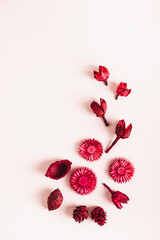 Dry red flowers on pink background. flat lay top and vertical view