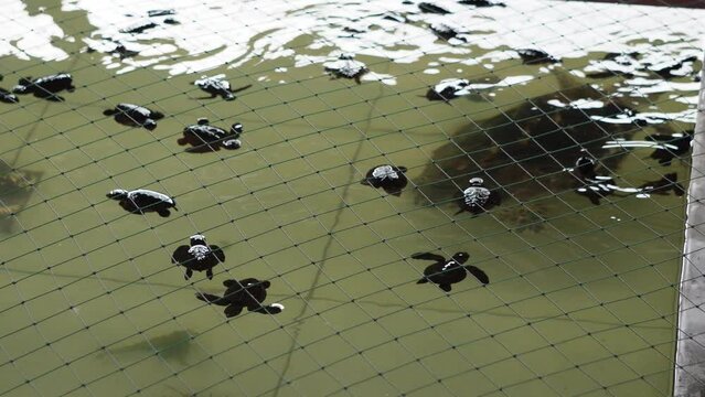Group of tukik or baby sea turtles swimming in a conservation breeding pond located on Sanur Beach, Bali, Indonesia. Concept for endangered animals, world animal day.