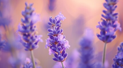 Naklejka premium a close up of a bunch of flowers with a blurry background of purple flowers in the foreground and a blurry background of pink flowers in the foreground.