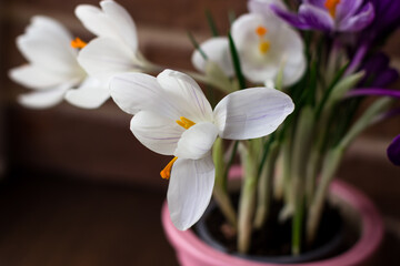 White and purple crocuses close-up. Bright spring background