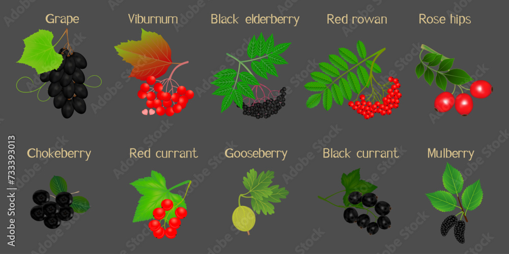 Wall mural a set of berries on branches with names on a black background.