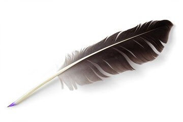 Beautiful bird feather for calligraphy. Black seagull feather isolated on white background.