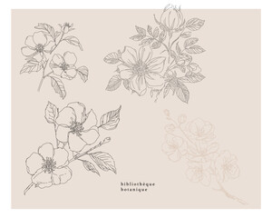 Rose hip wild spring flowers, abstract floral sketch art