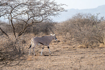 Beisa Oryx in the dry savannahs dotted with acacia trees in Awash National Park, Ethiopia