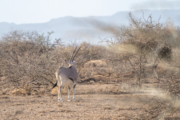 Beisa Oryx in the dry savannahs dotted with acacia trees in Awash National Park, Ethiopia