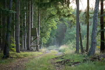 A hunting lodge in the forest in the morning