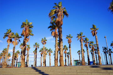 palm trees on the beach Barcelona Spain