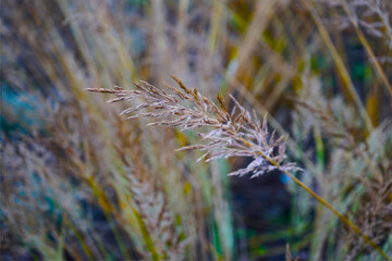field dry autumn