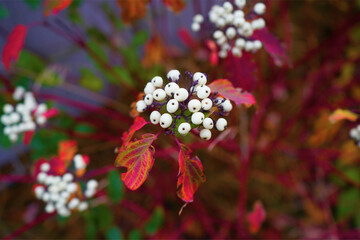 red leaves and white berries 
