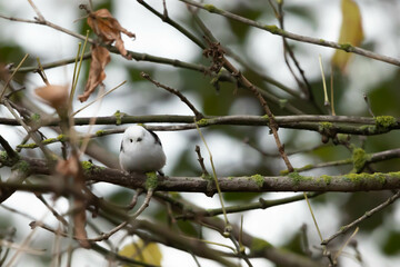 Common red beetle, Aegithalos caudatus caudatus © Robert