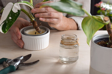 Woman dipping plant cutting into candle wax for protection © Julia