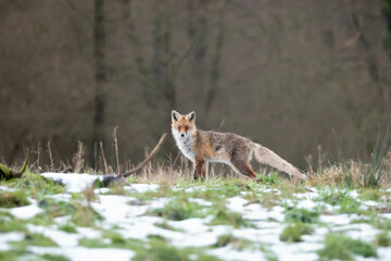 Red fox, common fox, Vulpes vulpes