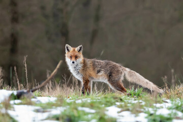 Red fox, common fox, Vulpes vulpes