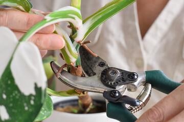 Closeup woman's hands cutting philodendron white wizard plant stem for propagation © Julia