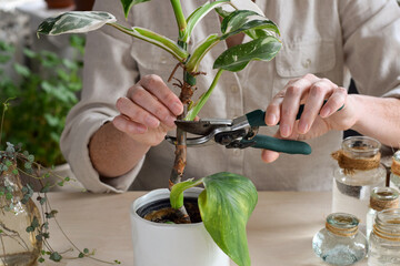 Woman's hands cutting philodendron white wizard plant stem for propagation