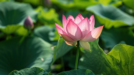  a close up of a pink lotus flower in a field of green leafy water lilies with a blurry background of green leaves and a soft focus on the pink flower.