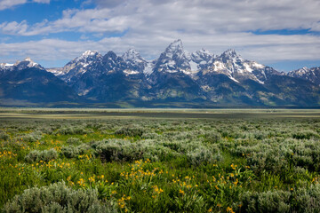 Grand Tetons with Late Spring Flowers