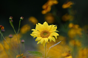 Fleur de tournesol en prairie naturelle, en illustration principale ou arrière plan fleuri. Espace pour texte