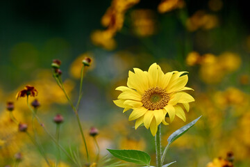 Fleur de tournesol en prairie naturelle, en illustration principale ou arrière plan fleuri. Espace pour texte