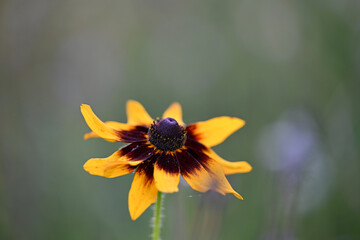 Fleur colorée avec un joli bokeh dans une prairie fleurie. Espace disponible pour texte. Comme arrière plan ou illustration principale. 