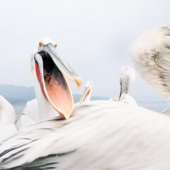 funny portrait of a pelican with open beak