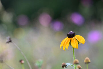 Fleur colorée avec un joli bokeh dans une prairie fleurie. Espace disponible pour texte. Comme arrière plan ou illustration principale. 