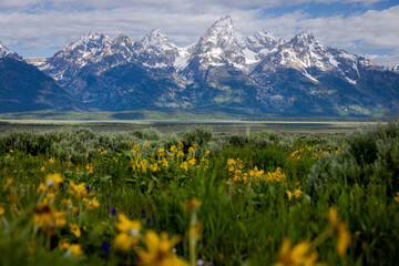 Grand Tetons with Late Spring Flowers