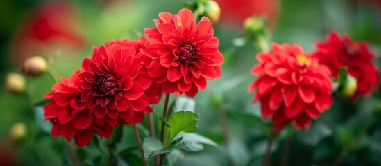 Vibrant Red Flower Blooms in a Stunning Garden: A Visual Delight with Red Beauty, Flower Power, and Garden Grandeur