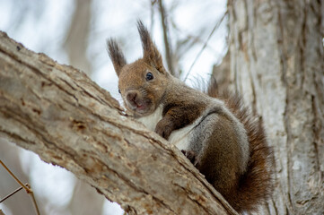 冬のエゾリス（北海道札幌市中央区）
