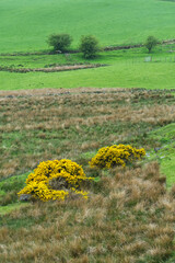 Landschaft mit Ginster im Clyde muirshiel regional park, bei Greenock, Inverclyde, Schottland