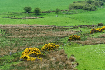 Landschaft im Clyde muirshiel regional park, bei Greenock, Inverclyde, Schottland