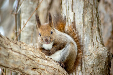 冬のエゾリス（北海道札幌市中央区）