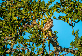 Little owl (Athene noctua) in the Algarve region of Portugal.  also known as the owl of Athena or owl of Minerva.