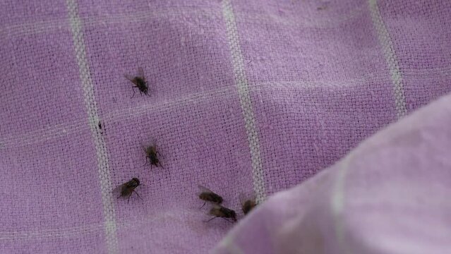 Many flies are perched on the rotten food that has fallen to the ground. Flies are vectors of various diseases caused by parasites, bacteria, viruses and fungi.