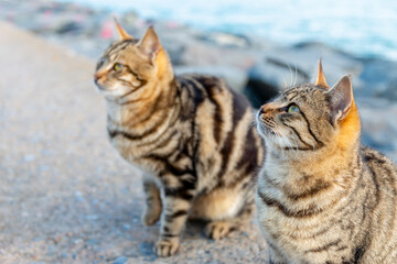 Naklejka na ściany i meble Cats in the street on the coast of the sea looking at the distance.