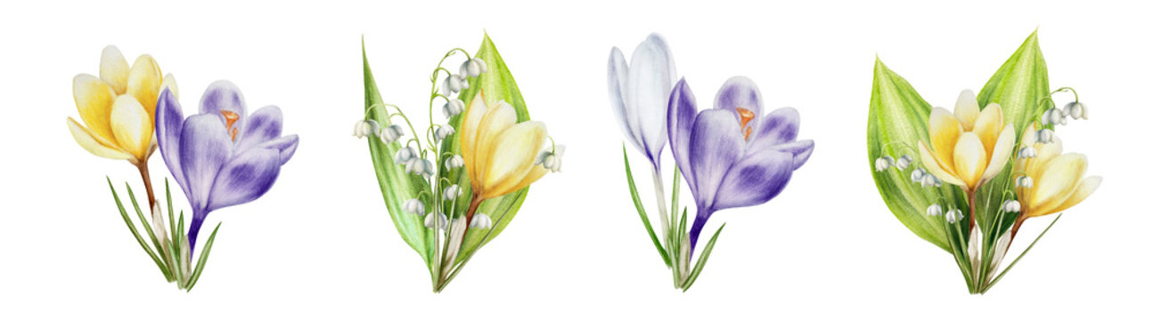 Watercolor set of bouquets of yellow, white and purple blooming crocuses and lily of the valley flowers isolated on white background. Spring festival and easter botanical hand painted saffron illust