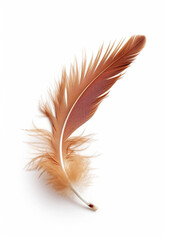 Single feather
